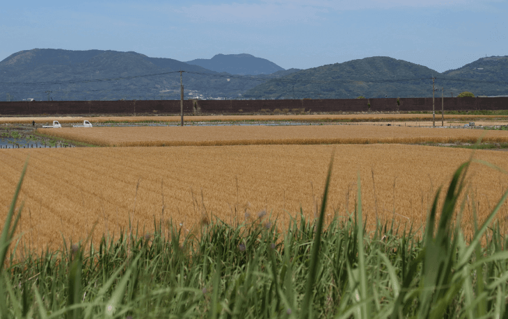 わたしが作っています